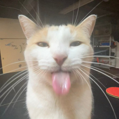 bleh cat